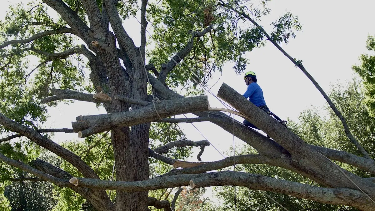 Professional Crown Thinning performed by certified arborists in Woodland