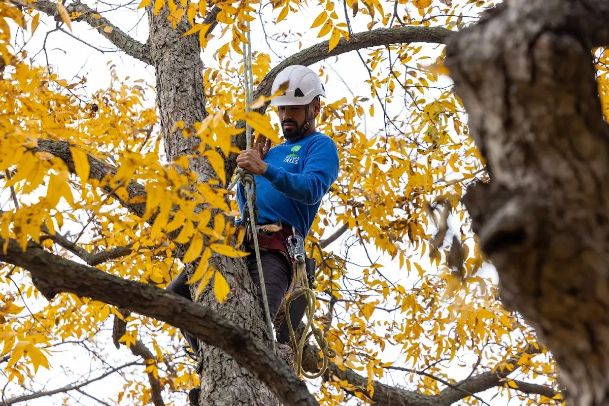Skilled Tree Disease Treatment crew working in Woodland